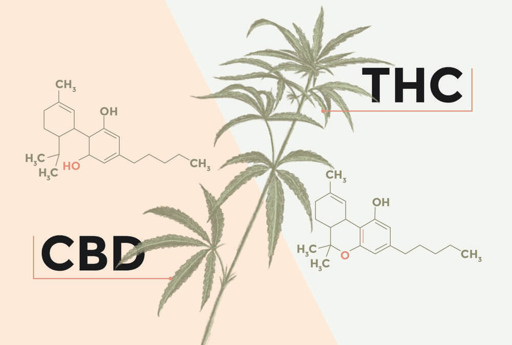 CBD vs. THC. What’s the Difference?