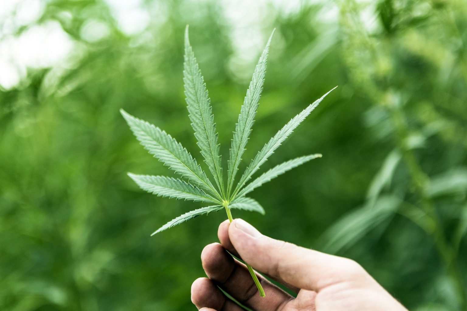 What's the big deal about hemp?